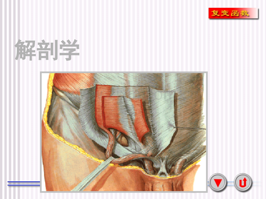 腹股沟疝的围手术期护理.ppt_第3页