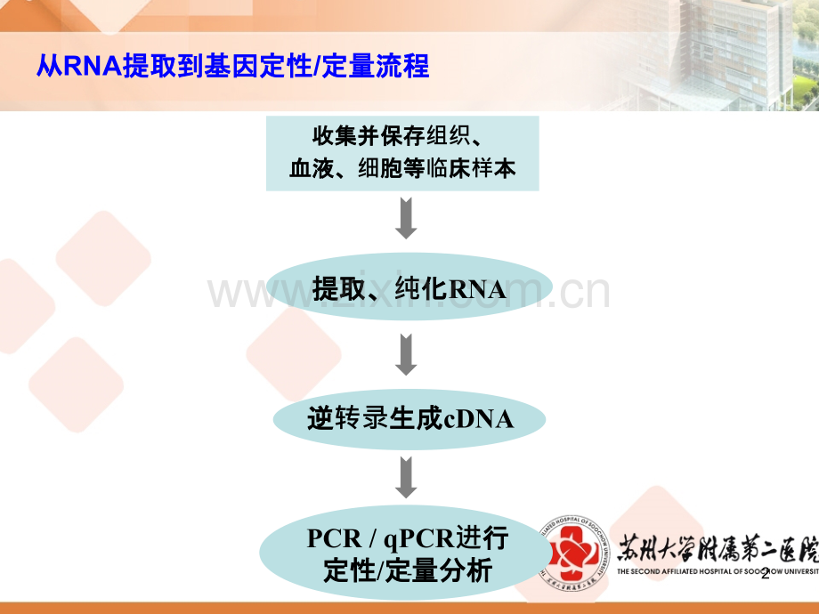 RNA提取及PCR相关技术PPT课件.ppt_第2页