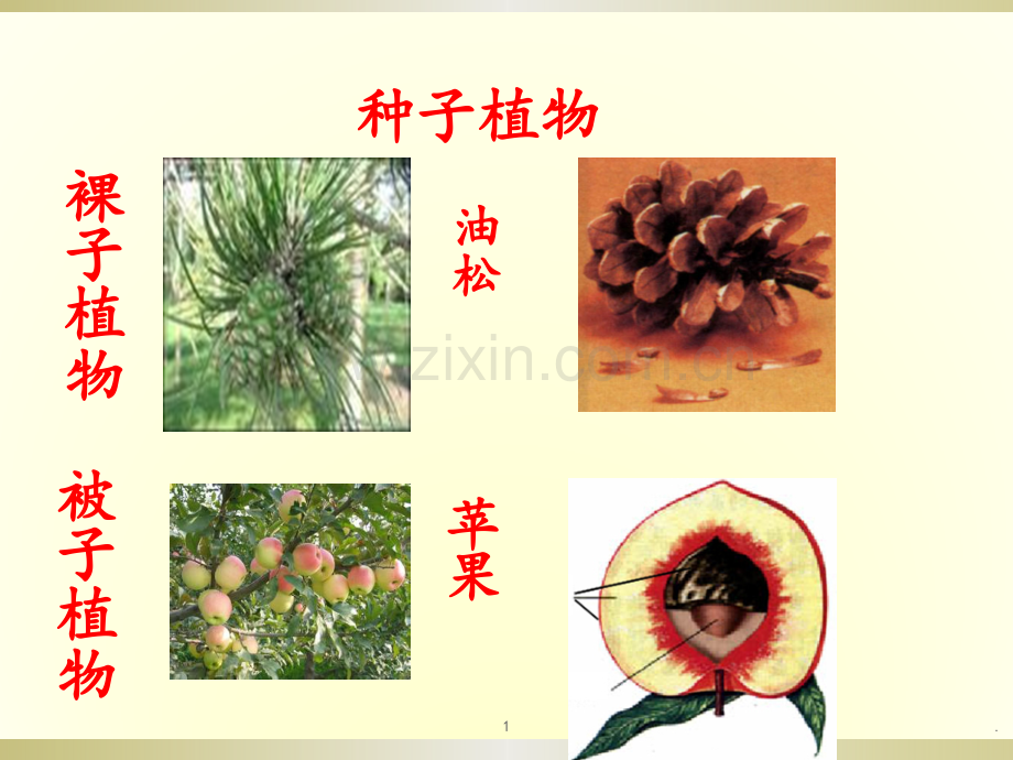 北京版生物第四册-裸子植物和被子植物PPT课件.pptx_第1页