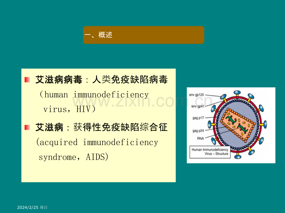 HIV感染的免疫检测ppt课件.ppt_第3页