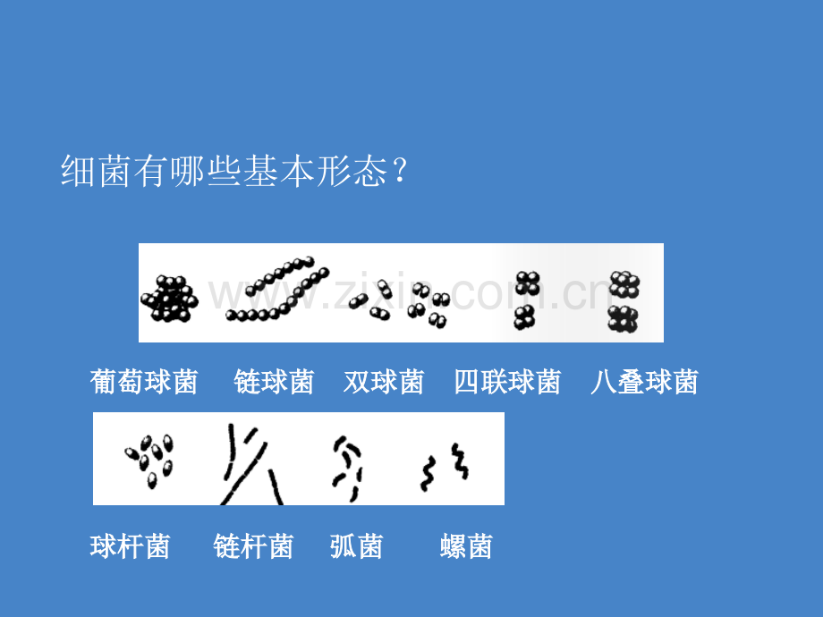 病原生物与免疫学常见病原菌ppt课件.ppt_第2页