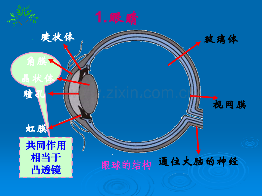 《眼睛和眼镜》课件ppt课件.ppt_第3页