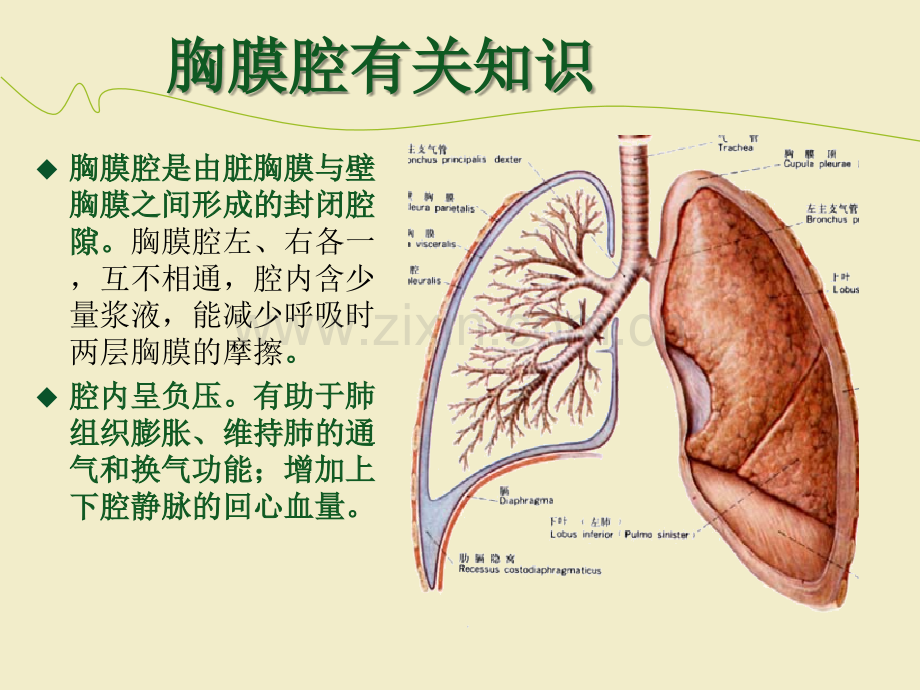 负压胸瓶及胸腔闭式引流的护理ppt课件(1).ppt_第3页