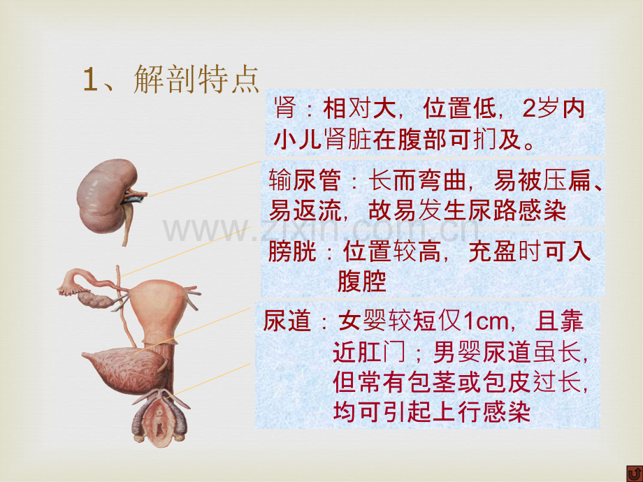 儿科学课件泌尿系统.ppt_第3页