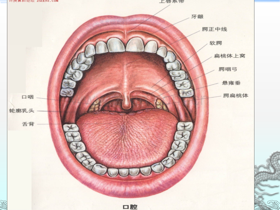 扁桃体摘除术ppt课件.ppt_第3页