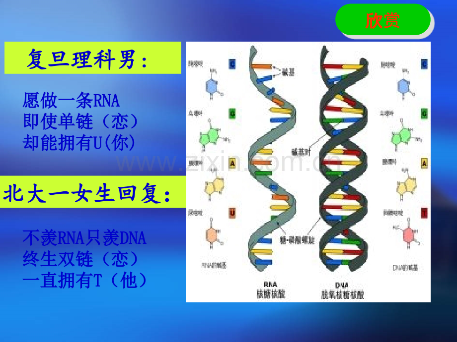 DNA分子的结构及特点.ppt_第2页