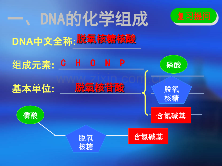 DNA分子的结构及特点.ppt_第3页