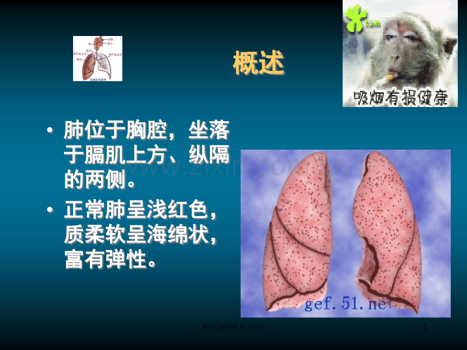 肺的解剖和生理.ppt_第2页