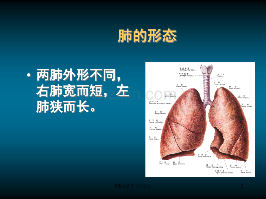 肺的解剖和生理.ppt_第3页