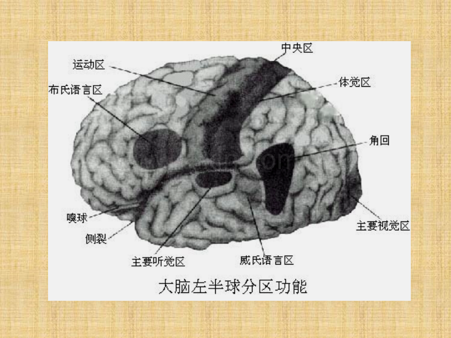 MRI解剖—颅脑.ppt_第2页