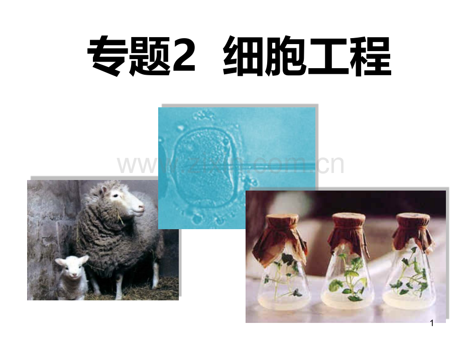 高中生物选修三-细胞工程PPT课件.ppt_第1页