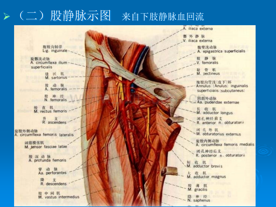 中心静脉穿刺置管详解ppt课件.ppt_第3页