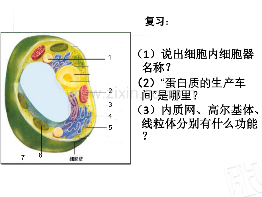 细胞器之间的协调配合.ppt_第2页