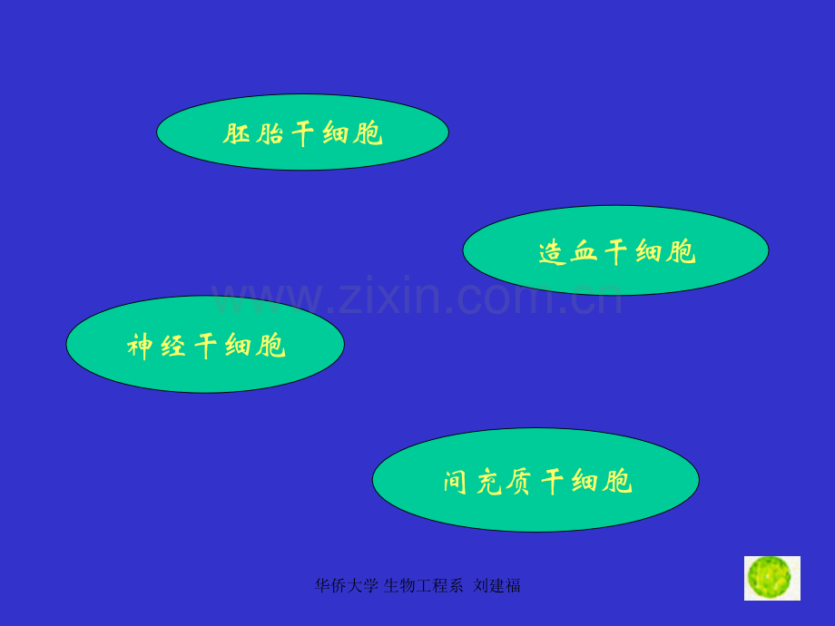 动物细胞与组织培养干细胞PPT课件.ppt_第1页