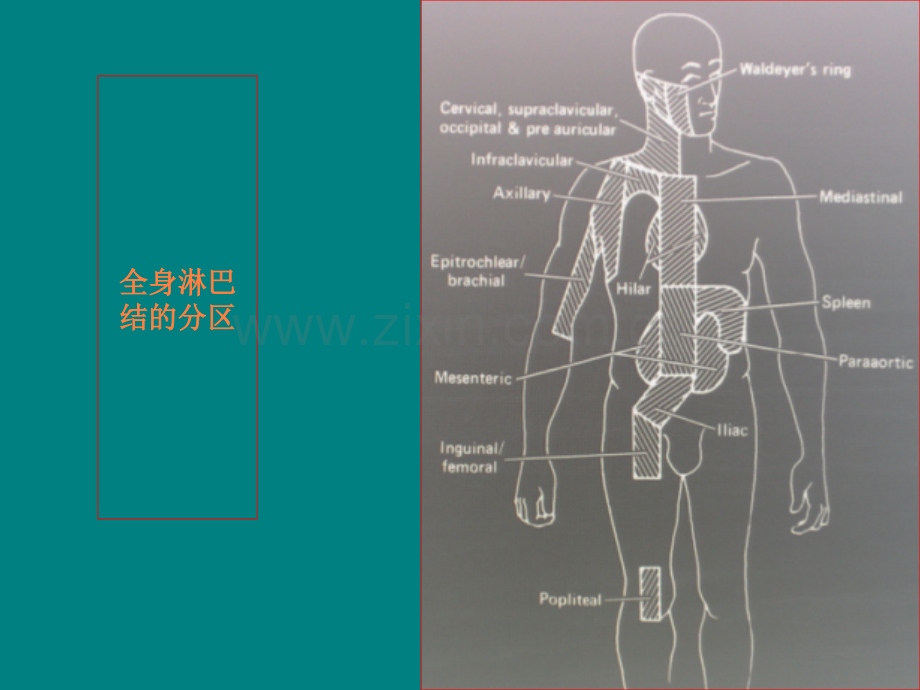 恶性淋巴瘤的放疗ppt课件.ppt_第3页