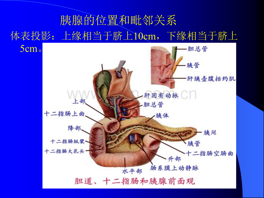 第九篇胰腺超声诊断ppt课件.ppt_第3页