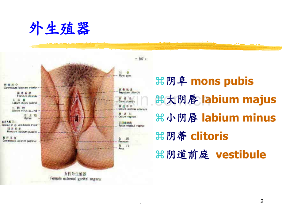 妇科疾病(1)PPT课件.ppt_第2页