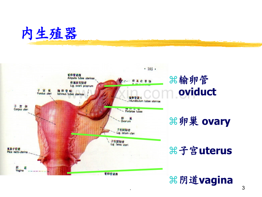 妇科疾病(1)PPT课件.ppt_第3页