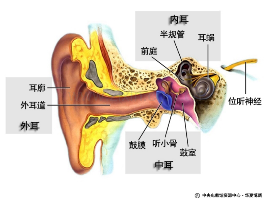 耳与听觉.ppt_第3页