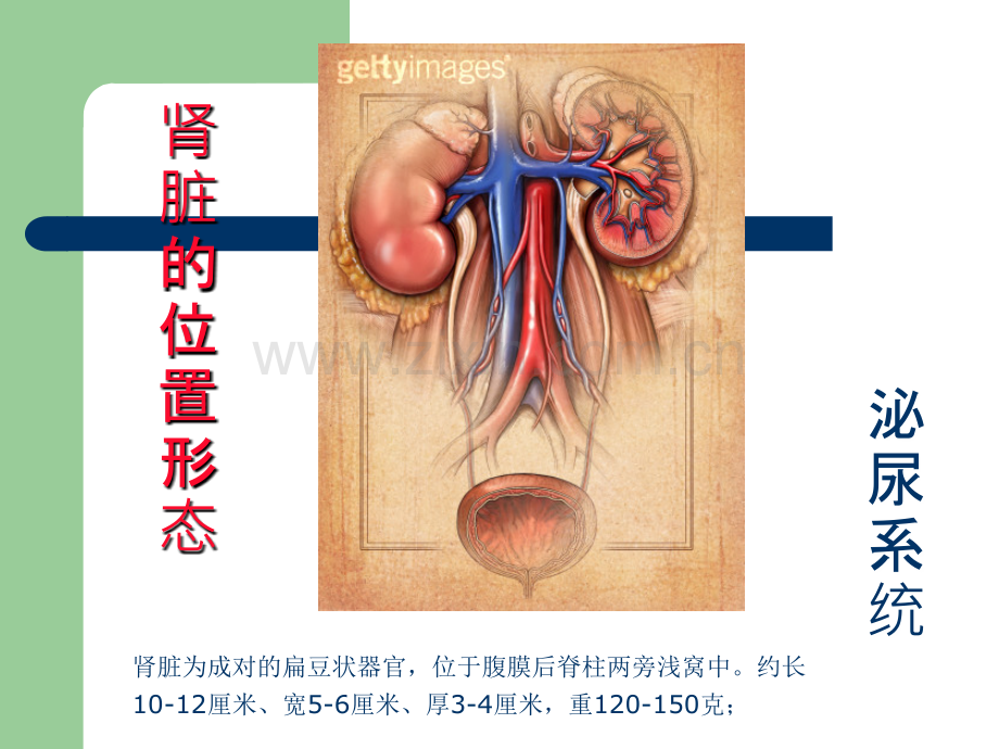 小儿血尿的鉴别诊断.ppt_第3页