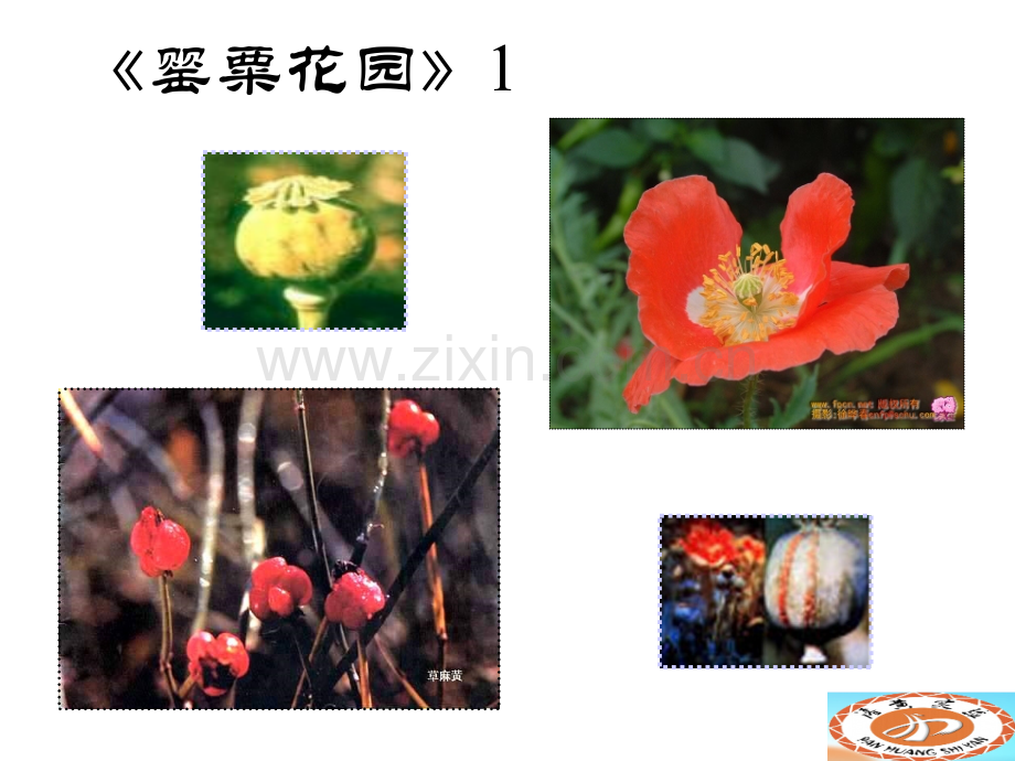 小学生毒品预防教育ppt.ppt_第3页