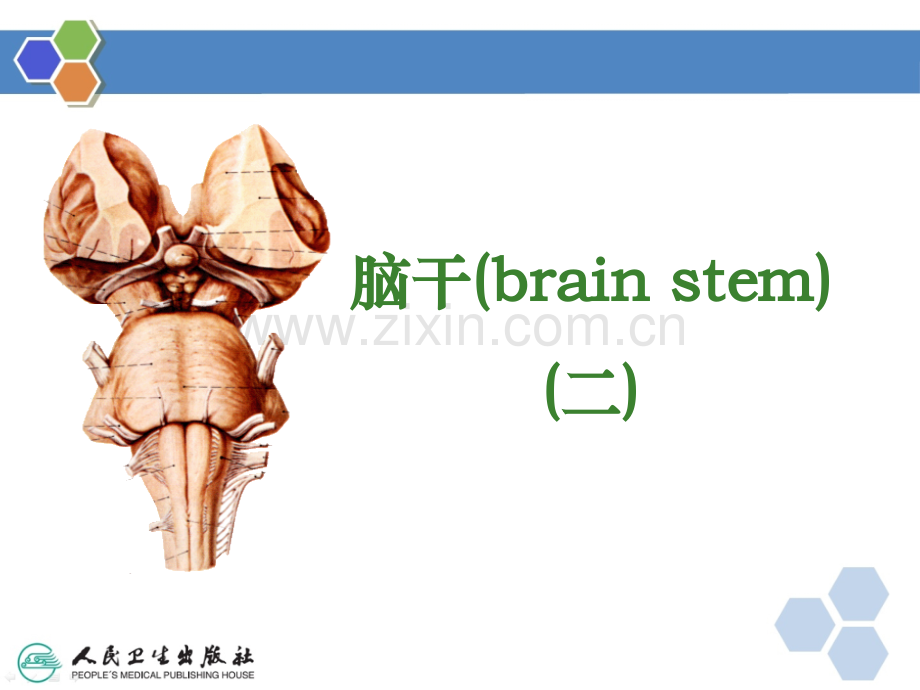 D脑干ppt课件.ppt_第1页