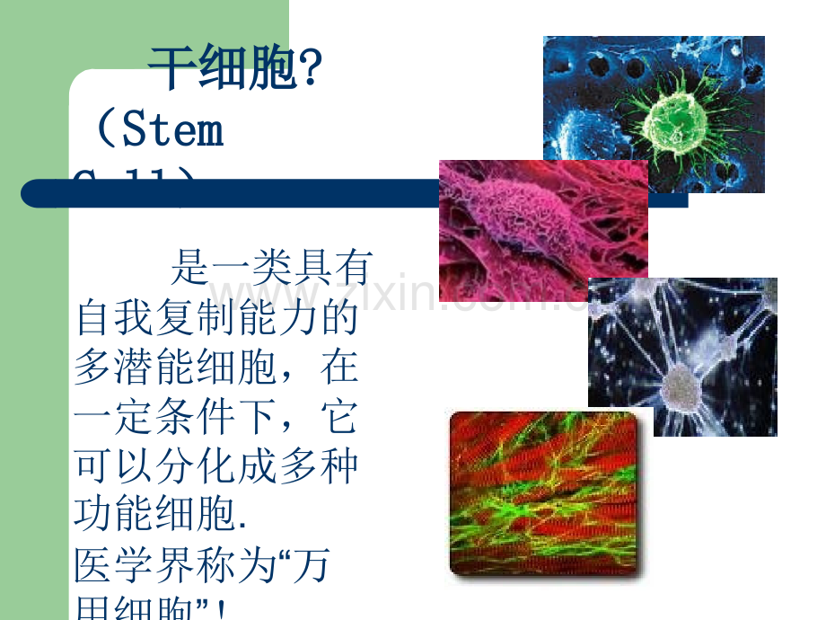 间充质干细胞的基础研究及应用ppt课件.pptx_第2页