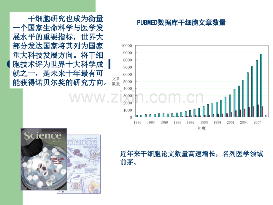 间充质干细胞的基础研究及应用ppt课件.pptx_第3页