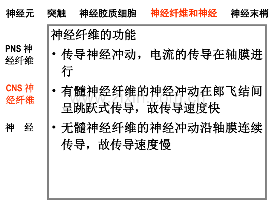 组织学神经组织中.ppt_第1页