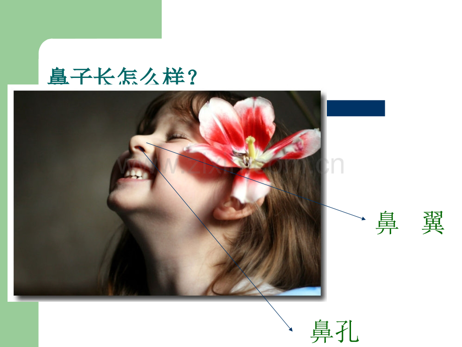 保护鼻子.ppt_第3页