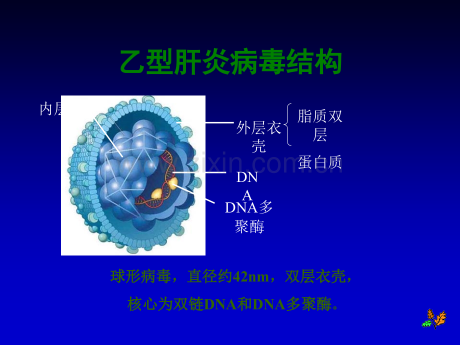 孕妇学校乙肝ppt课件.ppt_第3页