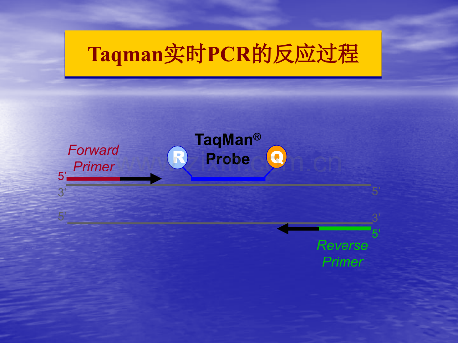 荧光定量PCR检测项目.ppt_第3页