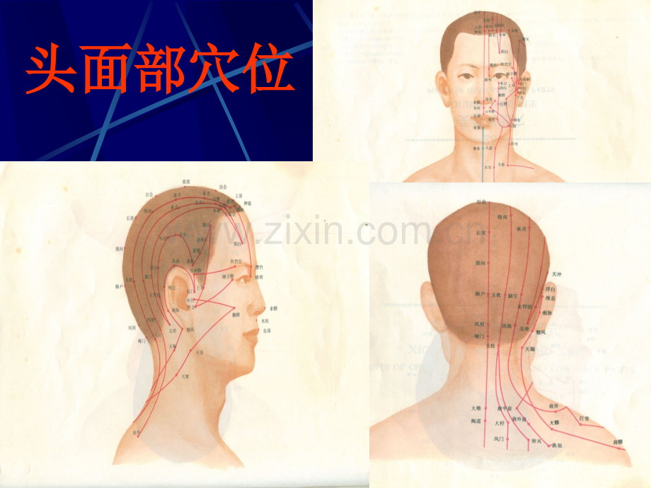 保健推拿常用穴位介绍.ppt_第2页