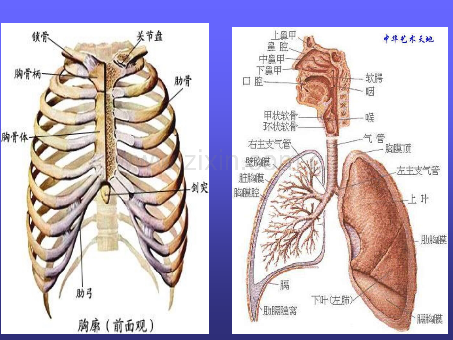 第四节-胸部摄影PPT课件.ppt_第3页