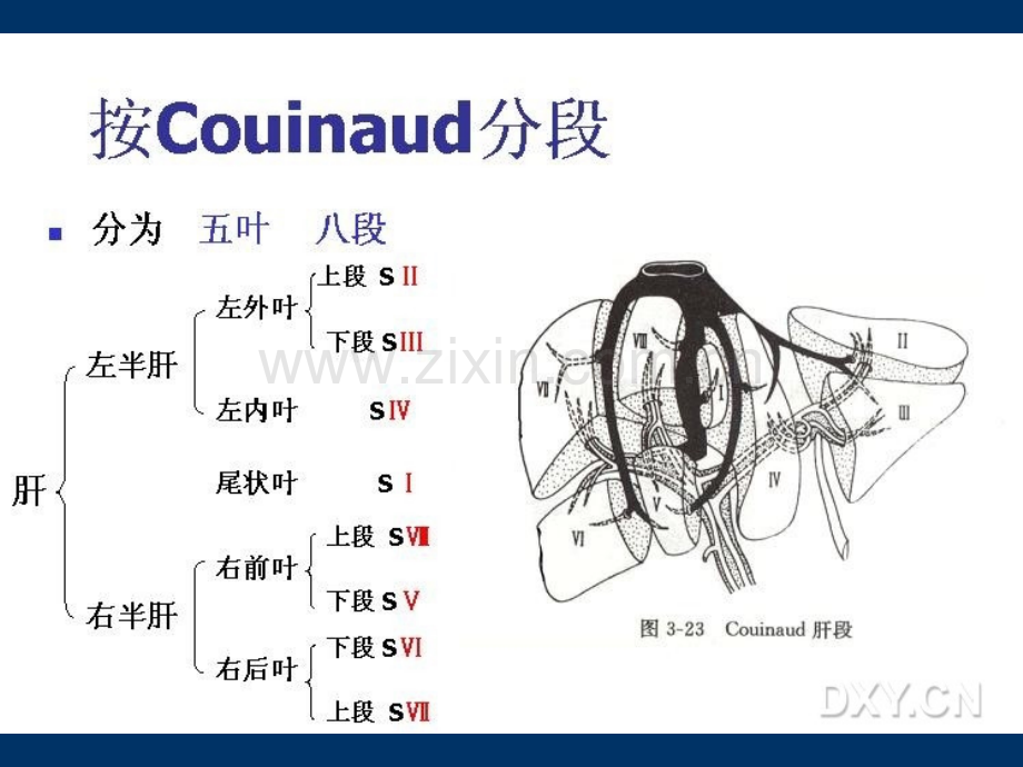 肝胆胰脾课件ppt课件.ppt_第3页