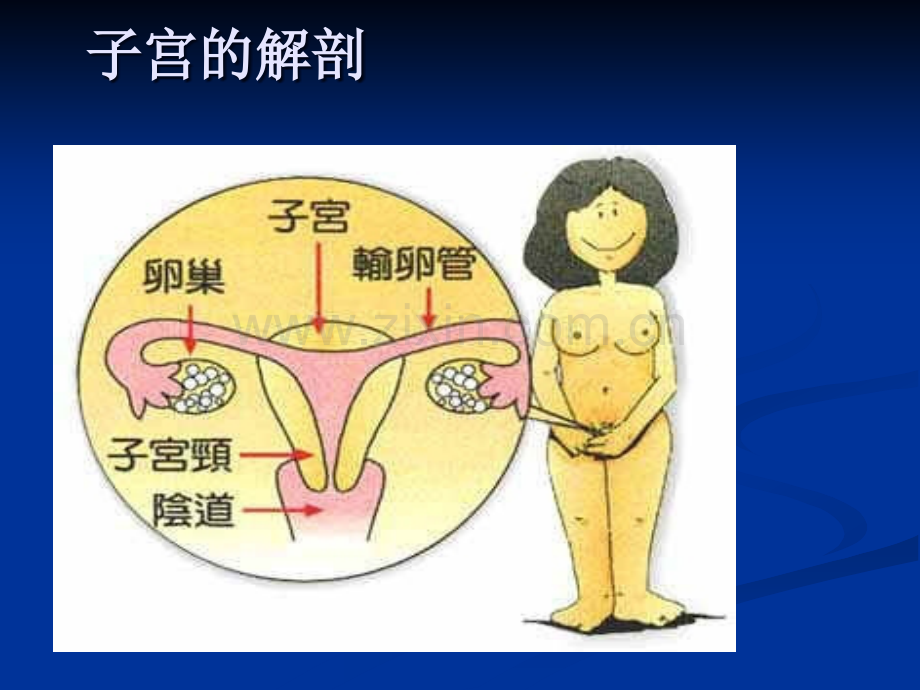 腹腔镜下子宫全切的术中配合及护理ppt课件.ppt_第2页