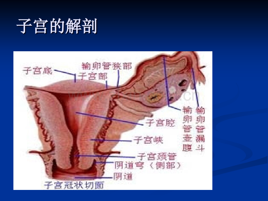 腹腔镜下子宫全切的术中配合及护理ppt课件.ppt_第3页