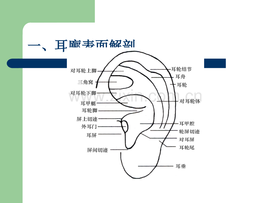 耳穴压豆课件.ppt_第2页