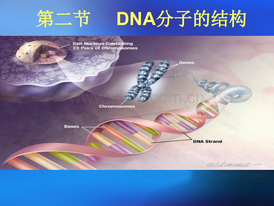 DNA分子的结构课件.ppt_第1页