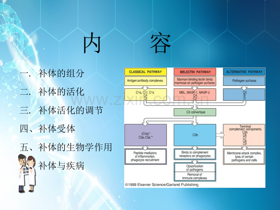 补体系统解读ppt课件.ppt_第2页