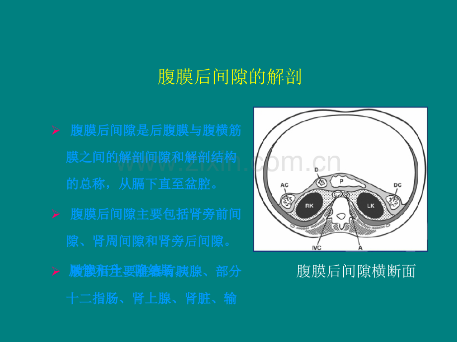 腹膜后间隙病变的影像诊断-锋版.ppt_第2页