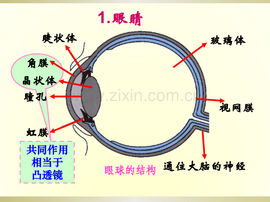 《眼睛和眼镜》ppt课件.ppt_第3页