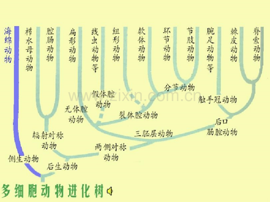 多细胞动物的胚胎发育PPT课件.ppt_第3页