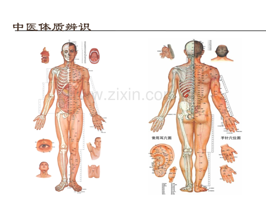 中医药健康知识讲座-(新).ppt_第2页