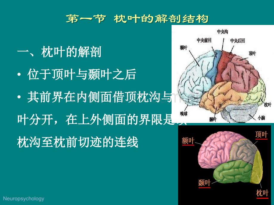 枕叶的神经心理功能.ppt_第3页