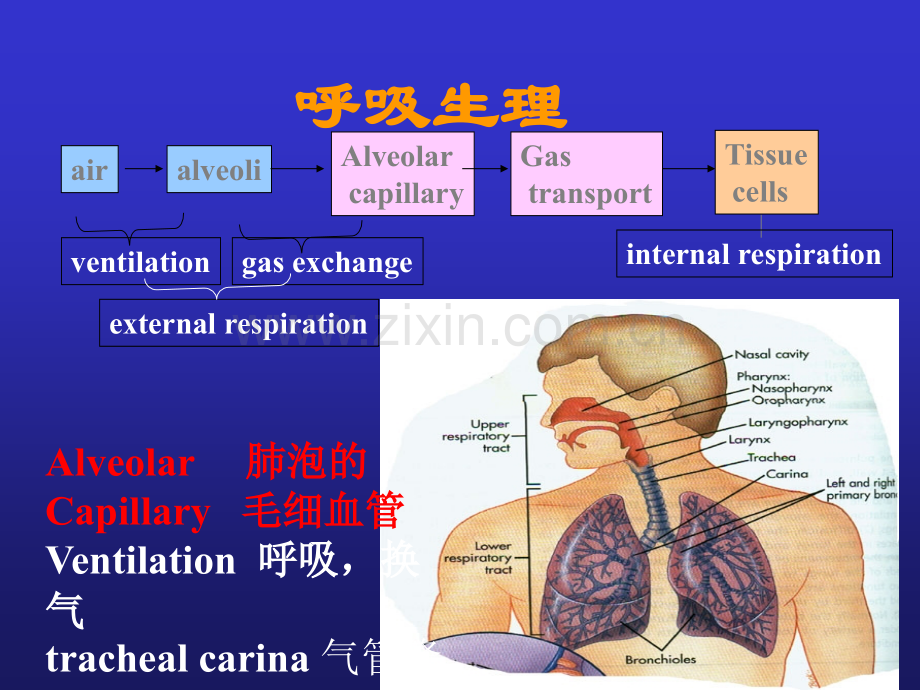 血气分析解读.ppt_第2页