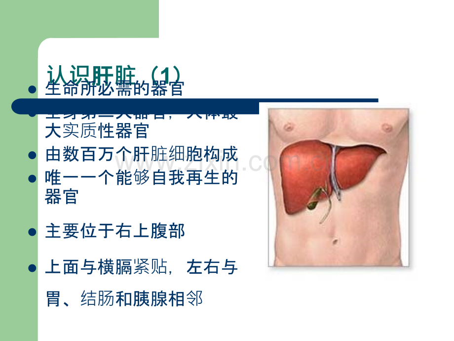 感染科护理查房-慢性乙肝.ppt_第3页