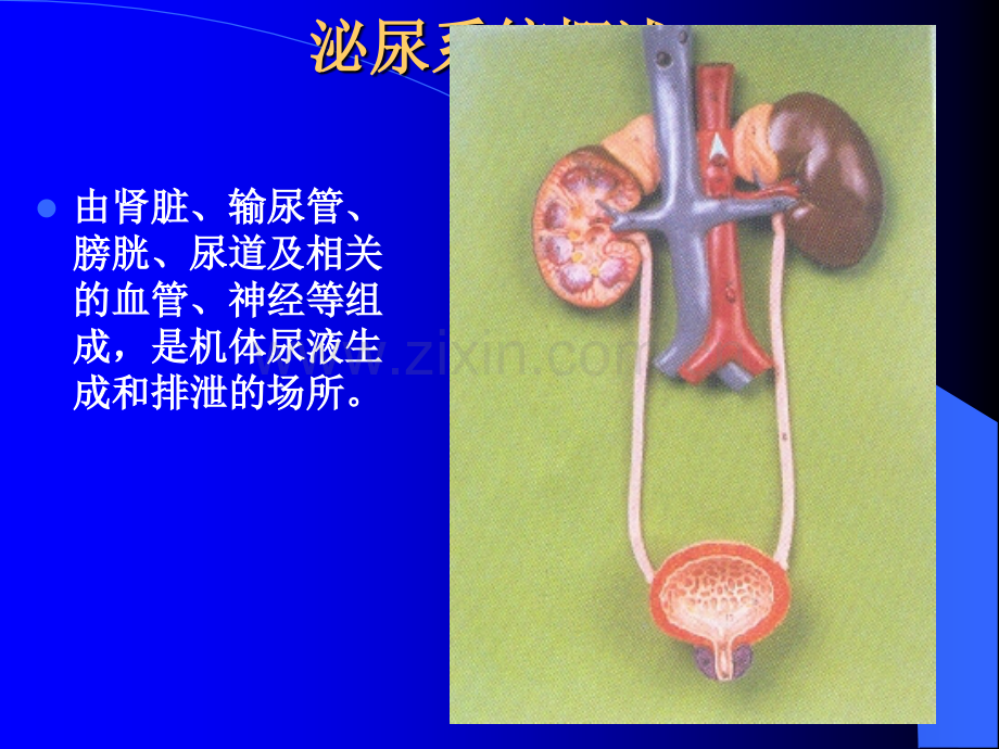 营养学基础第8章--肾脏疾病的营养治疗.ppt_第2页