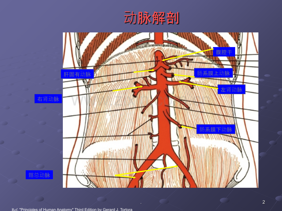 腹主动脉瘤ppt课件.ppt_第2页