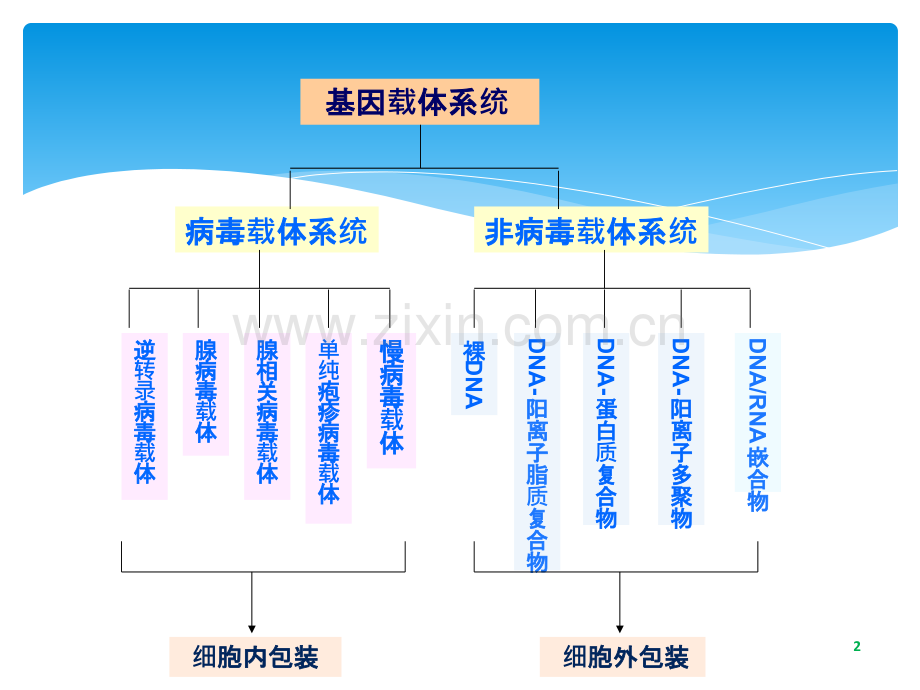 病毒包装与感染ppt课件.ppt_第2页